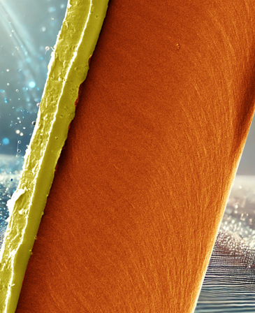 Colored electron microscopy image of a liquid crystal elastomer sample